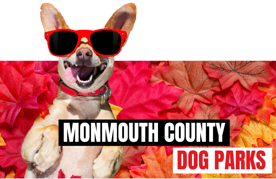 Dog Parks in Monmouth County | Unleash the fun